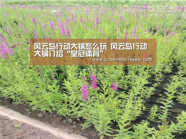 风云岛行动大锅怎么玩 风云岛行动大锅介绍“皇冠体育”(图1) 皇冠体育直播